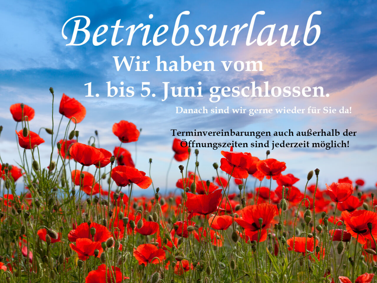 Betriebsruhe vom 1. bis 5. Juni. Ein Feld mit roten Mohnblumen.